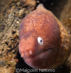 Enquiring moray  -Tioman Malaysia, Nikon D70S, 60mm  by Malcolm Nimmo 